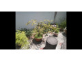 sampaloc-bonsai-small-2