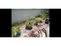 sampaloc-bonsai-small-1