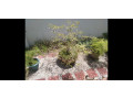 sampaloc-bonsai-small-0