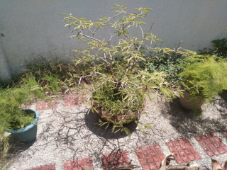 Sampaloc bonsai