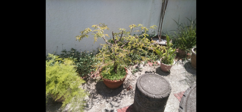 sampaloc-bonsai-big-2