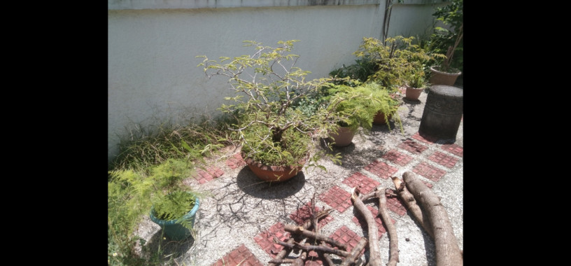 sampaloc-bonsai-big-1