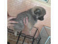 pomeranian-puppy-for-sale-small-2