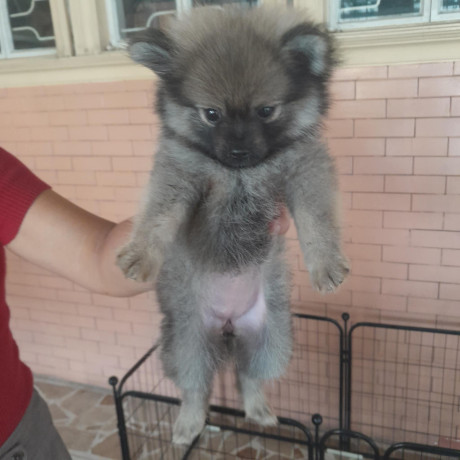 pomeranian-puppy-for-sale-big-1