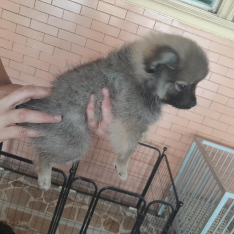 pomeranian-puppy-for-sale-big-2