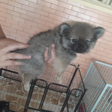 pomeranian-puppy-for-sale-big-3