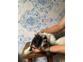 rush-pure-shihtzu-both-female-small-0