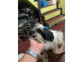 rush-pure-shihtzu-both-female-small-3