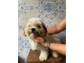 rush-pure-shihtzu-both-female-small-1