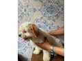 rush-pure-shihtzu-both-female-small-2