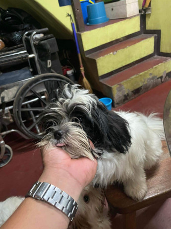 rush-pure-shihtzu-both-female-big-3