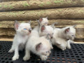 for-rehoming-siamese-kitten-small-0