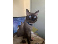 for-rehoming-siamese-kitten-small-2