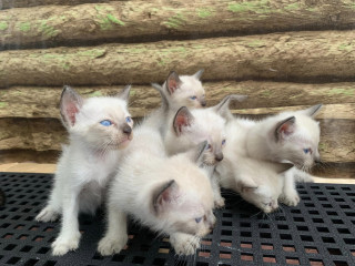 For rehoming siamese kitten