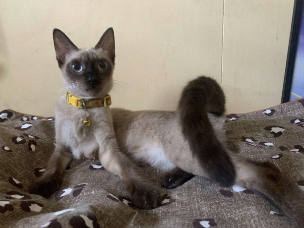 for-rehoming-siamese-kitten-big-1