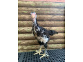 pang-upgrade-sa-native-chicken-small-1