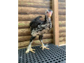 pang-upgrade-sa-native-chicken-small-0