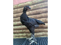 pang-upgrade-sa-native-chicken-small-3