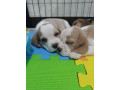 beagle-puppy-for-rehoming-small-4