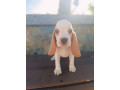 beagle-puppy-for-rehoming-small-1