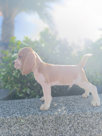 beagle-puppy-for-rehoming-big-2