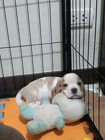 beagle-puppy-for-rehoming-big-3