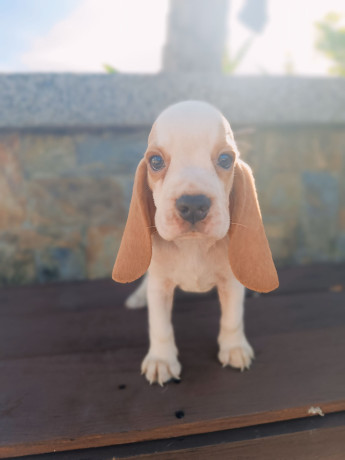 beagle-puppy-for-rehoming-big-1