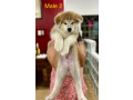 akita-inu-puppies-for-rehoming-small-0