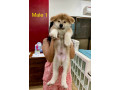 akita-inu-puppies-for-rehoming-small-2