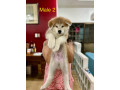 akita-inu-puppies-for-rehoming-small-5