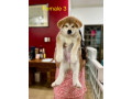 akita-inu-puppies-for-rehoming-small-4