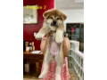 akita-inu-puppies-for-rehoming-small-3