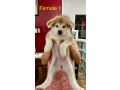 akita-inu-puppies-for-rehoming-small-1