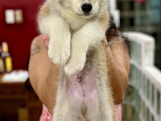 Akita Inu Puppies For Rehoming