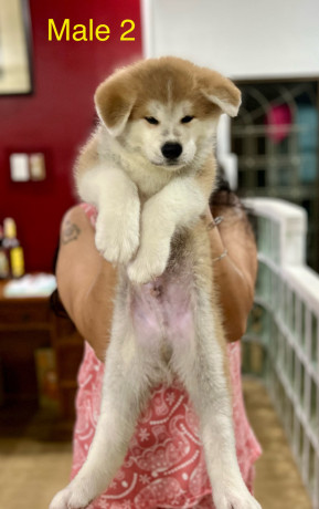 akita-inu-puppies-for-rehoming-big-0