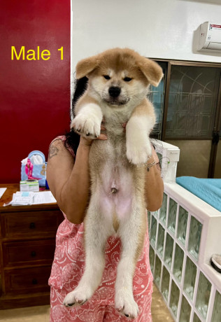 akita-inu-puppies-for-rehoming-big-2