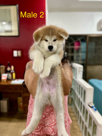 akita-inu-puppies-for-rehoming-big-5