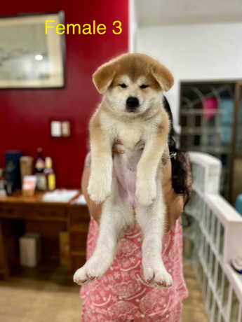 akita-inu-puppies-for-rehoming-big-4