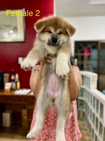 akita-inu-puppies-for-rehoming-big-3