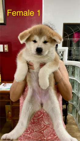 akita-inu-puppies-for-rehoming-big-1