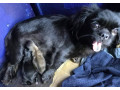 2-female-black-pekingese-and-black-mask-pekingese-small-0