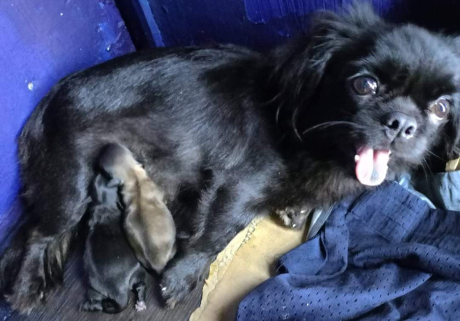 2-female-black-pekingese-and-black-mask-pekingese-big-0