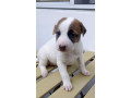 jack-russel-terrier-x-japspitz-small-3