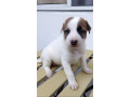 jack-russel-terrier-x-japspitz-small-0