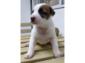 jack-russel-terrier-x-japspitz-small-2