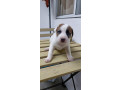 jack-russel-terrier-x-japspitz-small-1