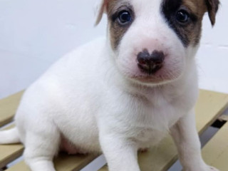 Jack Russel Terrier x Japspitz