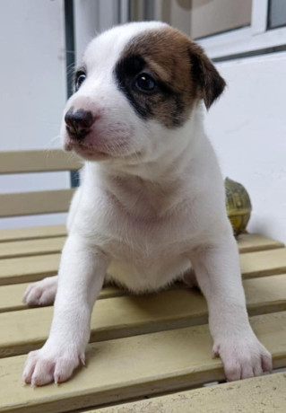 jack-russel-terrier-x-japanese-spitz-big-1