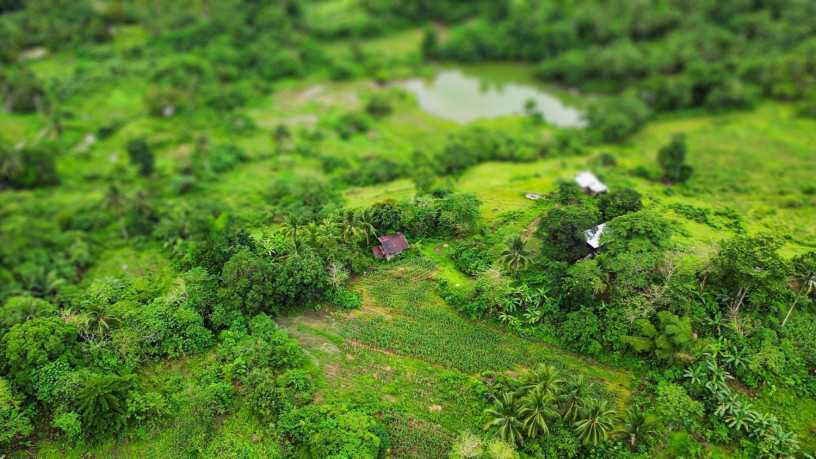 palasanon-large-plot-with-old-house-big-4