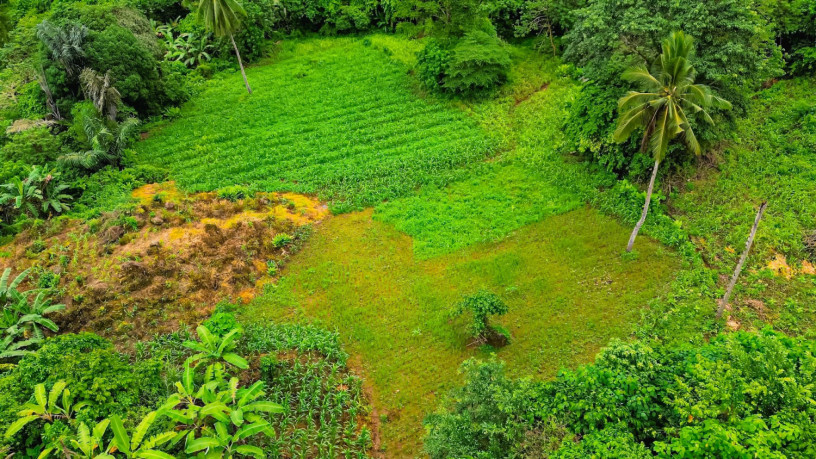 palasanon-large-plot-with-old-house-big-2